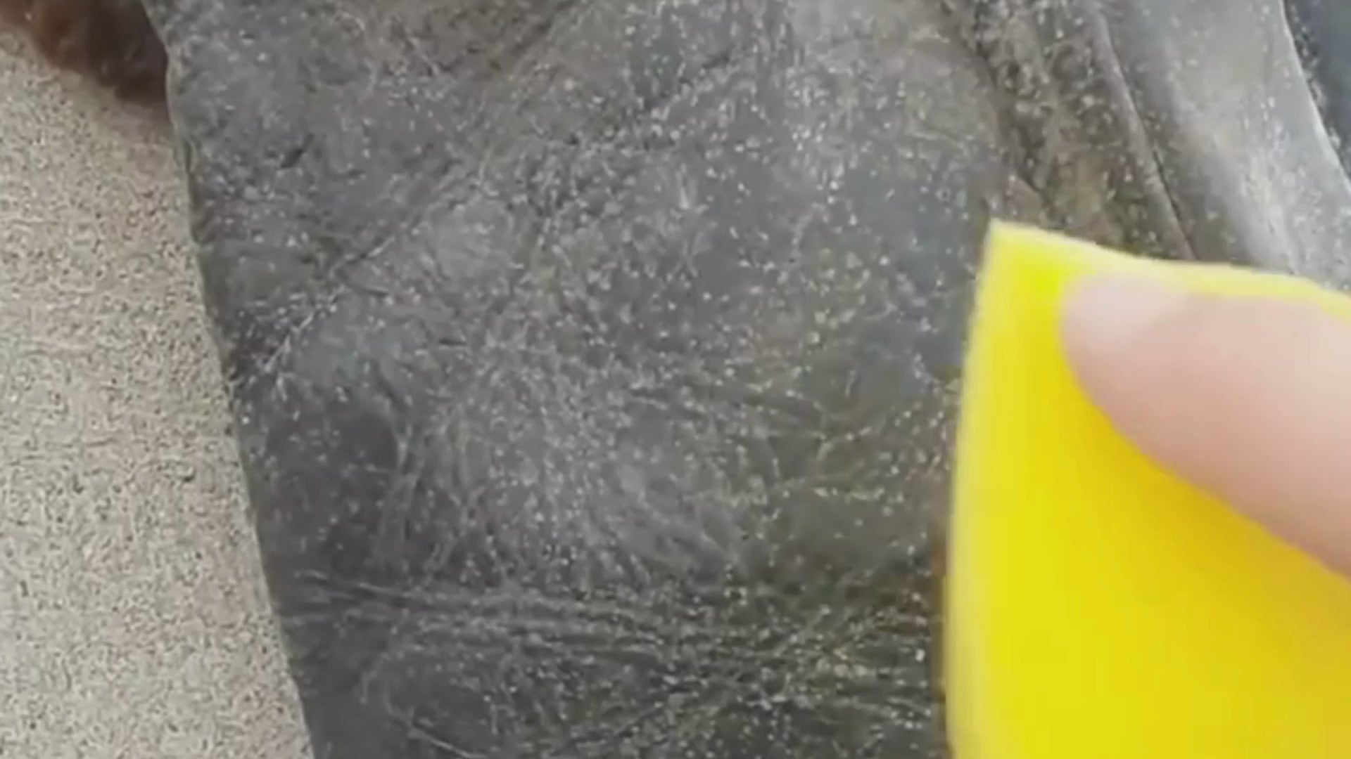 Image of BeeSeal Shoe Shine Kit (2 × 75 g)